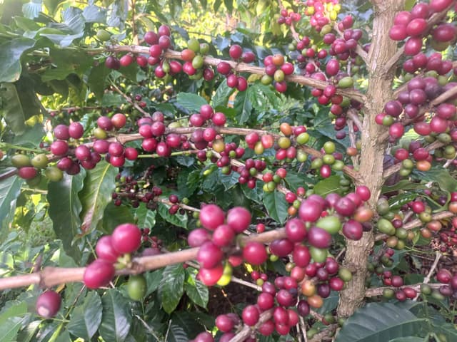 coffee beans 1